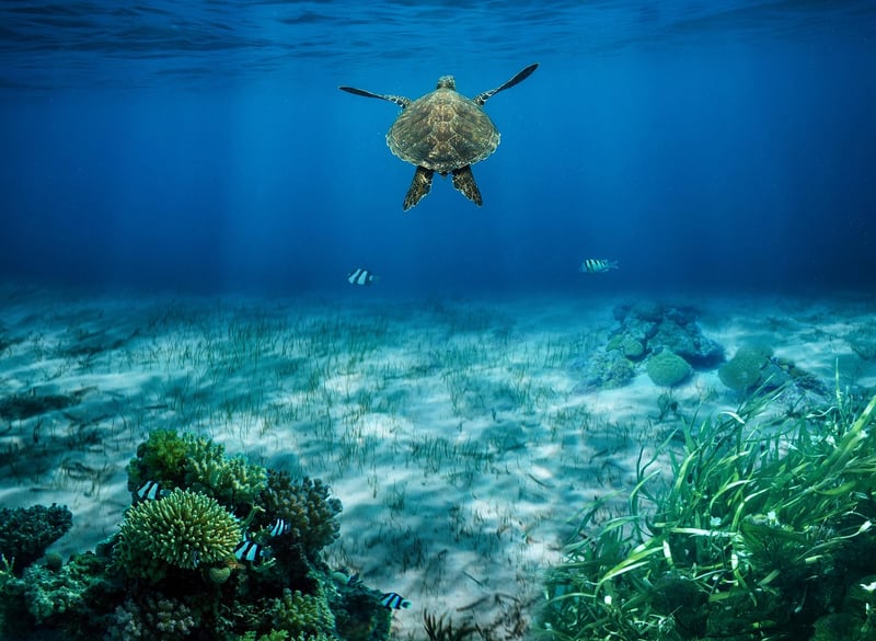 Scuba Diving